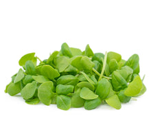 Load image into Gallery viewer, Micro Basil
